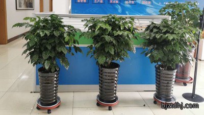 办公环境大升级！太平洋搅拌站为办公大厅、办公室等区域统一布置绿植